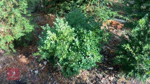 BUXUS SEMPERVIRENS (BOX)