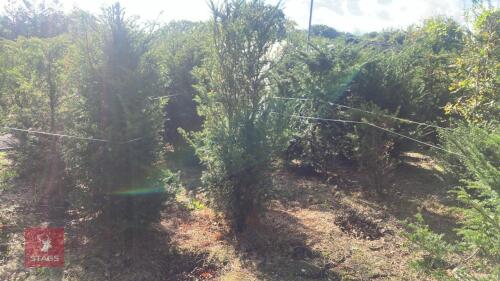TAXUS BACATTA (YEW)