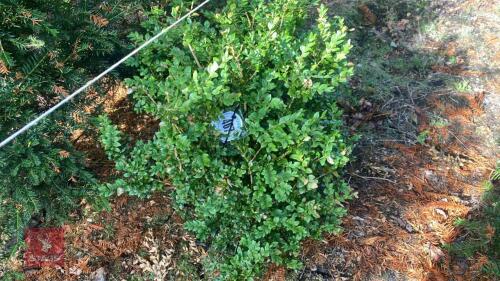 BUXUS SEMPERVIRENS (BOX)