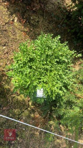 BUXUS SEMPERVIRENS (BOX)