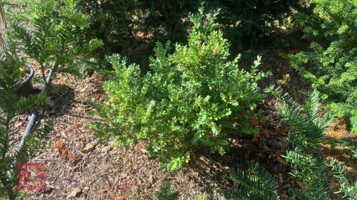 BUXUS SEMPERVIRENS (BOX)