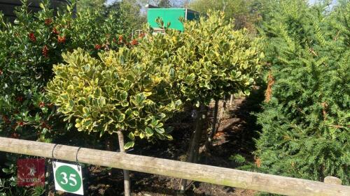 ILEX AQUIFOLIUM 'ARGENTEO MARGINATA'
