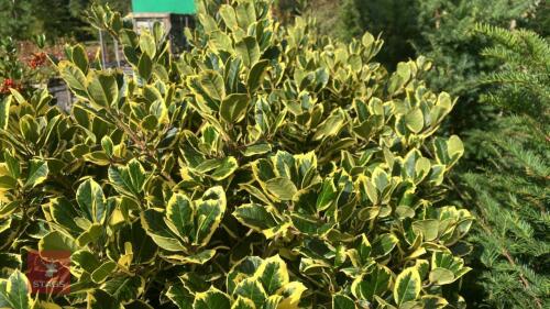 ILEX AQUIFOLIUM 'ARGENTEO MARGINATA'