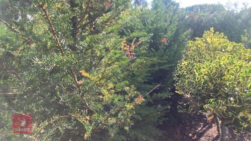 6 TAXUS BACATTA (YEW)