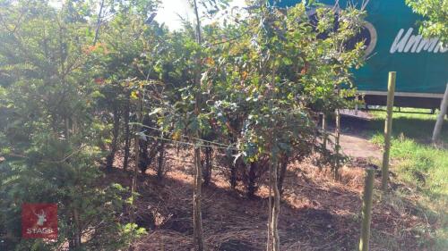 2 QUERCUS ROBUR (ENGLISH OAK)