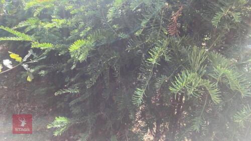 4 TAXUS BACATTA (YEW)