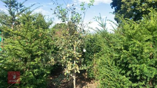 QUERCUS ROBUR (OAK)