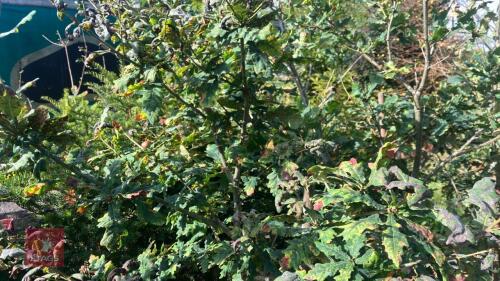 QUERCUS ROBUR (OAK)