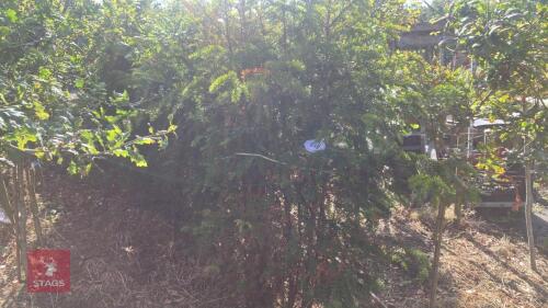 4 TAXUS BACATTA (YEW)