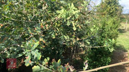 1 QUERCUS ROBUR (OAK)