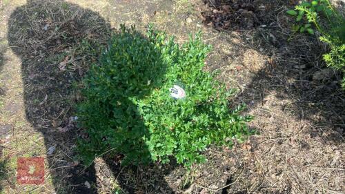 BUXUS SEMPERVIRENS (BOX)