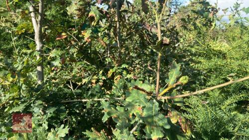3 QUERCUS ROBUR (OAK)