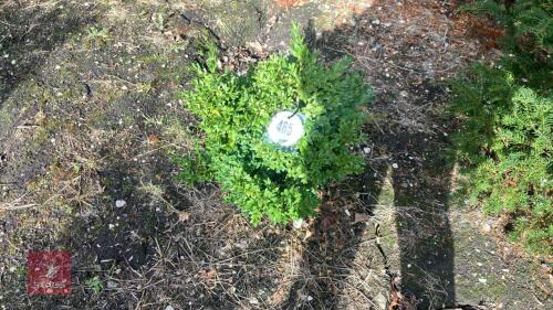 BUXUS SEMPERVIRENS (BOX)