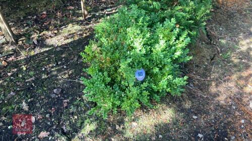 BUXUS SEMPERVIRENS (BOX)