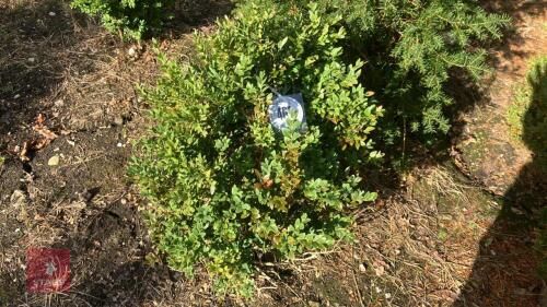 BUXUS SEMPERVIRENS (BOX)