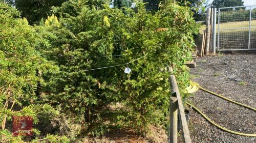 2 TAXUS BACATTA (YEW)