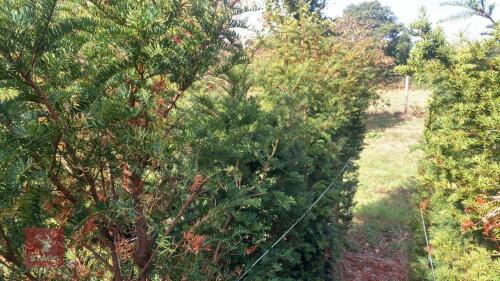 5 TAXUS BACATTA (YEW)