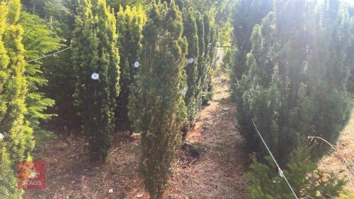 TAXUS BACATTA 'FASTIGATA' (IRISH YEW)