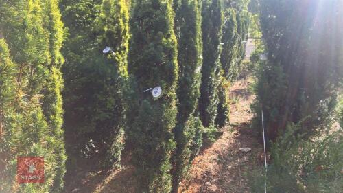 TAXUS BACATTA 'FASTIGATA' (IRISH YEW)