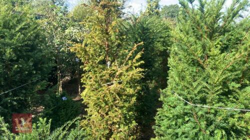 2 TAXUS BACATTA (YEW)