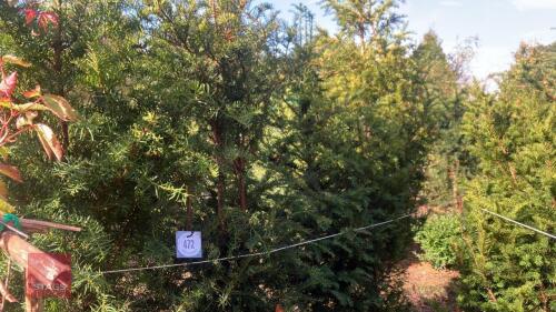 6 TAXUS BACATTA (YEW)