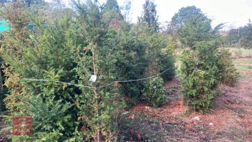 9 TAXUS BACATTA (YEW)