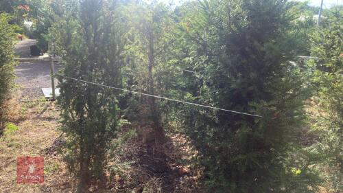 7 TAXUS BACATTA (YEW)