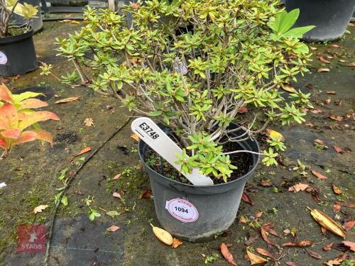 1 RHODODENDRON BLUE/PURPLE (AZALEA)
