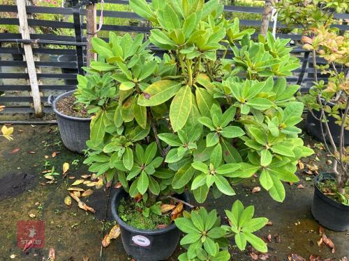 1 RHODODENDRON (AZALEA)