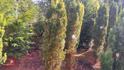 TAXUS BACATTA 'FASTIGATA' (IRISH YEW)