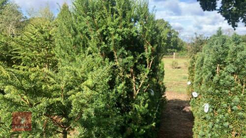 5 TAXUS BACATTA (YEW)