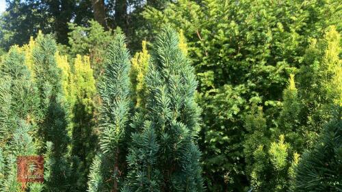 TAXUS BACATTA 'FASTIGATA' (IRISH YEW)