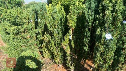 TAXUS BACATTA 'FASTIGATA' (IRISH YEW)