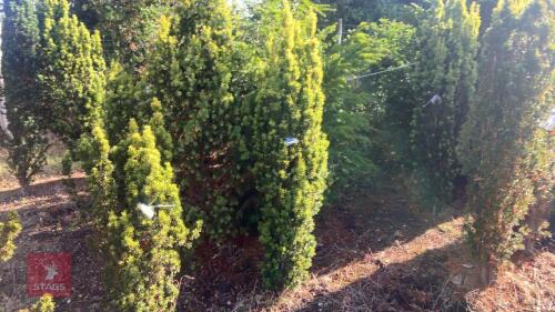 TAXUS BACATTA 'FASTIGATA AUREOMARGINATA'