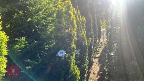 TAXUS BACATTA 'FASTIGATA AUREOMARGINATA'