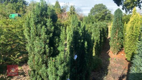 TAXUS BACCATA 'FASTIGATA' (IRISH YEW)