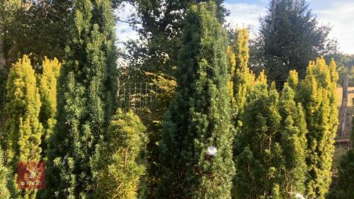 TAXUS BACCATA 'FASTIGATA' (IRISH YEW)