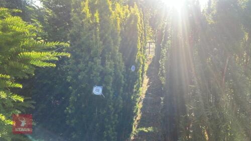 TAXUS BACATTA 'FASTIGATA AUREOMARGINATA'