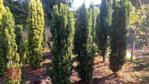 TAXUS BACCATA 'FASTIGATA' (IRISH YEW)