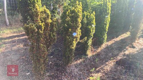TAXUS BACATTA 'FASTIGATA AUREOMARGINATA'