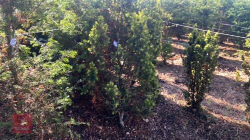 TAXUS BACATTA 'FASTIGATA AUREOMARGINATA'