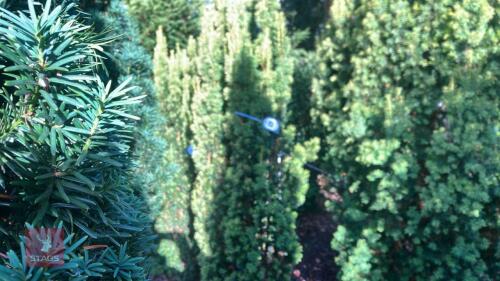 TAXUS BACATTA 'FASTIGATA AUREOMARGINATA'