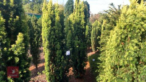 TAXUS BACATTA 'FASTIGATA AUREOMARGINATA'