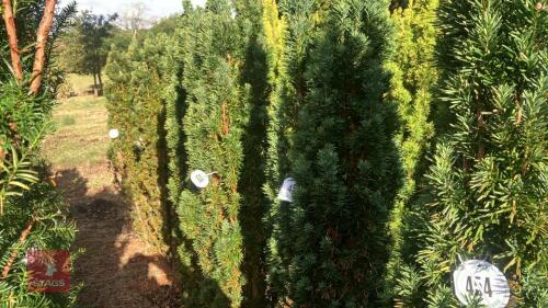 TAXUS BACATTA 'FASTIGATA' (IRISH YEW)