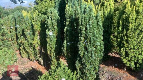 TAXUS BACATTA 'FASTIGATA' (IRISH YEW)
