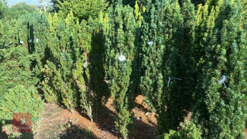 TAXUS BACATTA 'FASTIGATA' (IRISH YEW)