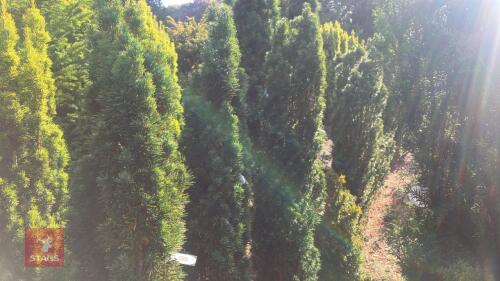 TAXUS BACATTA 'FASTIGATA' (IRISH YEW)