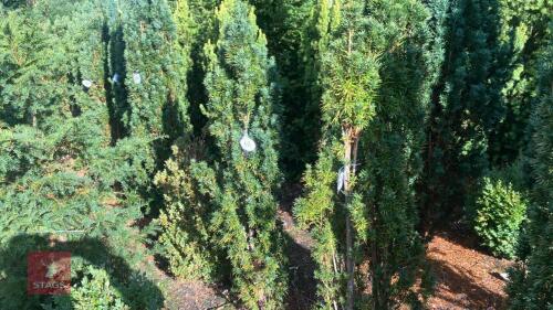 TAXUS BACATTA 'FASTIGATA' (IRISH YEW)