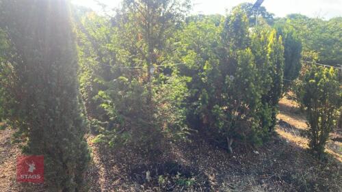 7 TAXUS BACCATA (YEW)