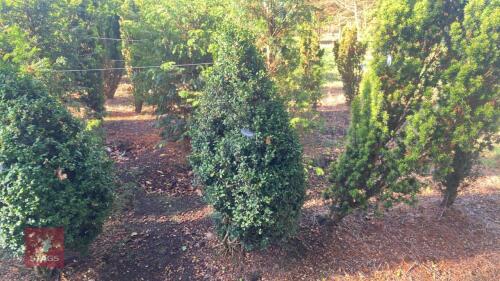 BUXUS SEMPERVIRENS (BOX CONE)